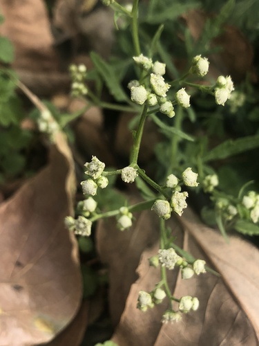 Parthenium hysterophorus