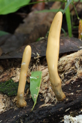 Trichoderma alutaceum