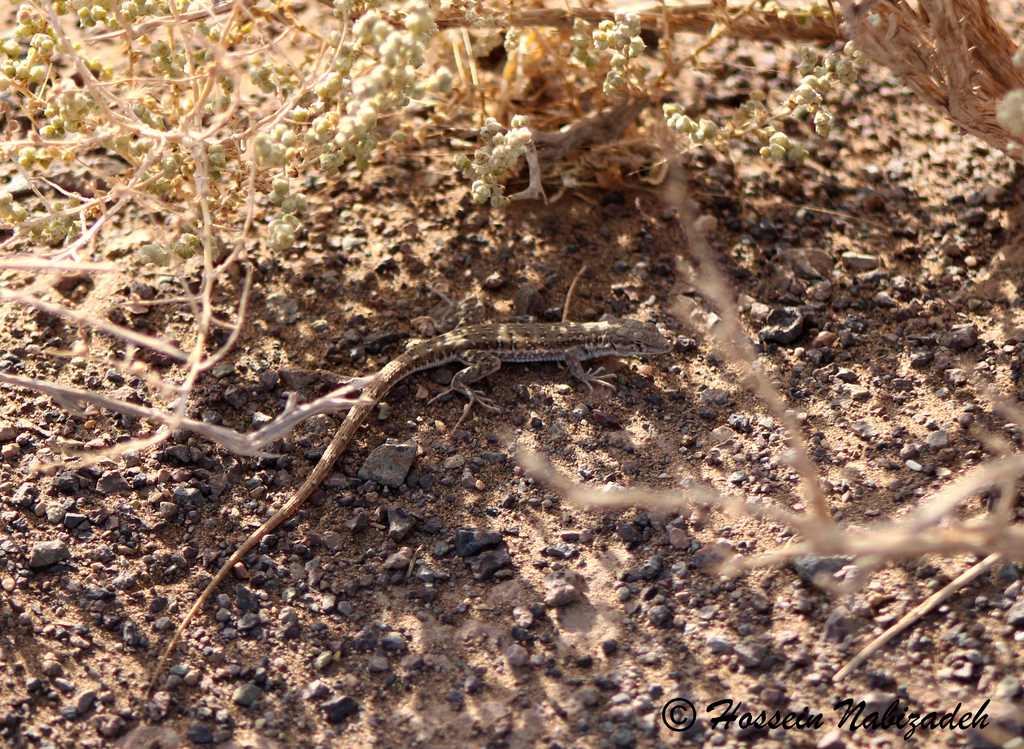 Mesalina ardestanica