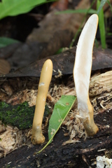 Trichoderma alutaceum