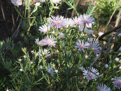 Lampranthus stipulaceus