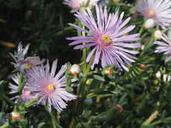 Lampranthus stipulaceus