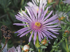 Lampranthus stipulaceus