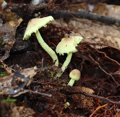Lepiota trichroma