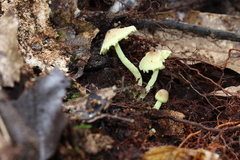 Lepiota trichroma