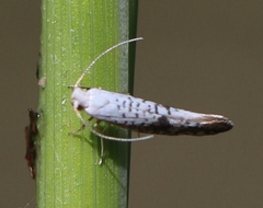 Argyresthia retinella