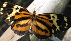 Tithorea harmonia pseudethra