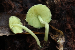 Lepiota trichroma