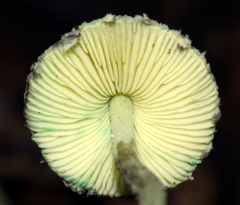 Lepiota trichroma
