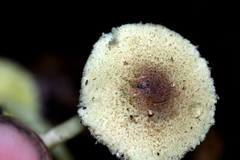 Lepiota trichroma