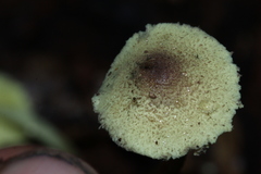 Lepiota trichroma