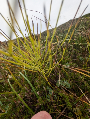 field horsetail