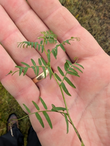 tufted vetch