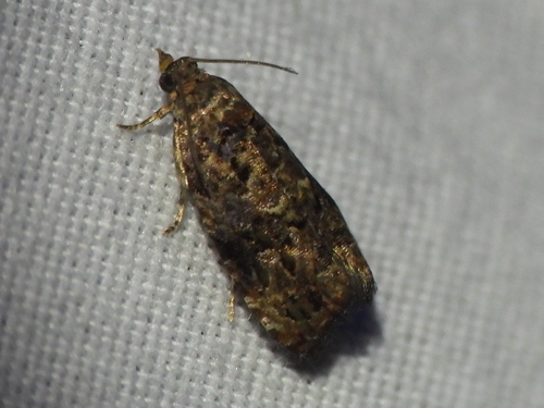 Verbena Bud Moth photo 5