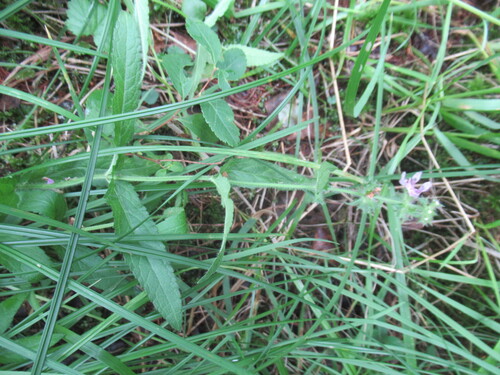 Stachys aspera, photograph 4