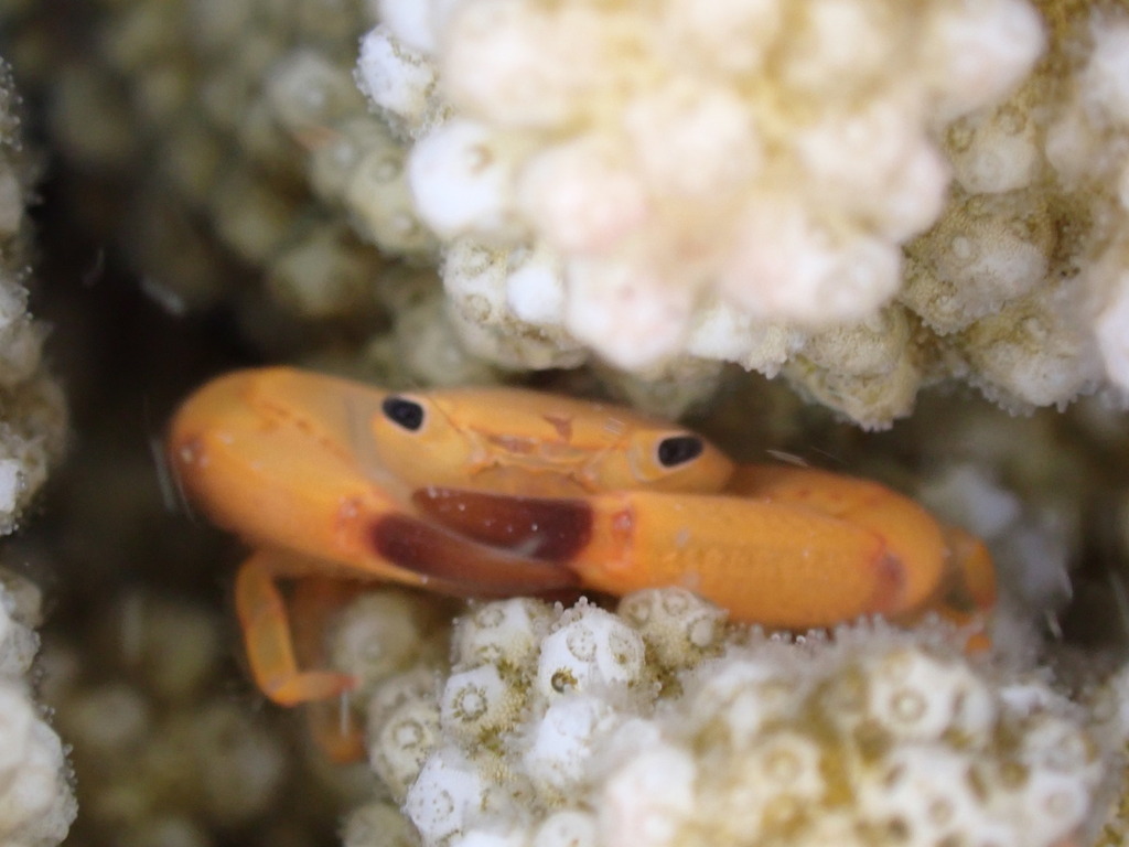 Yellow Dotted Guard Crab