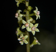 Embelia tsjeriam-cottam
