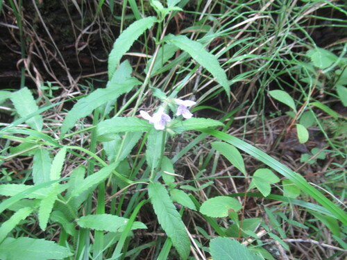 Stachys aspera, photograph 3