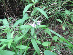 Stachys aspera, photograph author not stated, no rights reserved