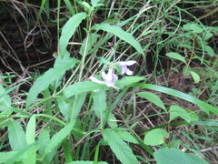 Stachys aspera, photograph author not stated, no rights reserved