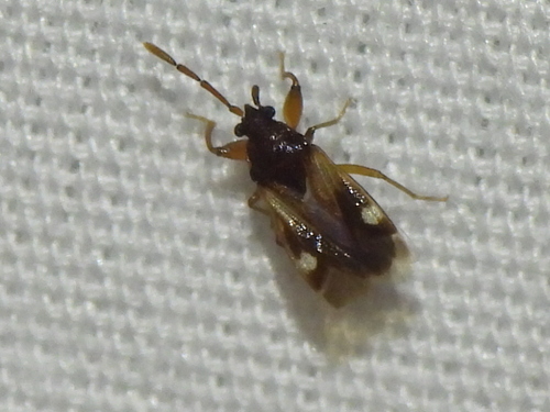 Large-spotted Seed Bug photo 5
