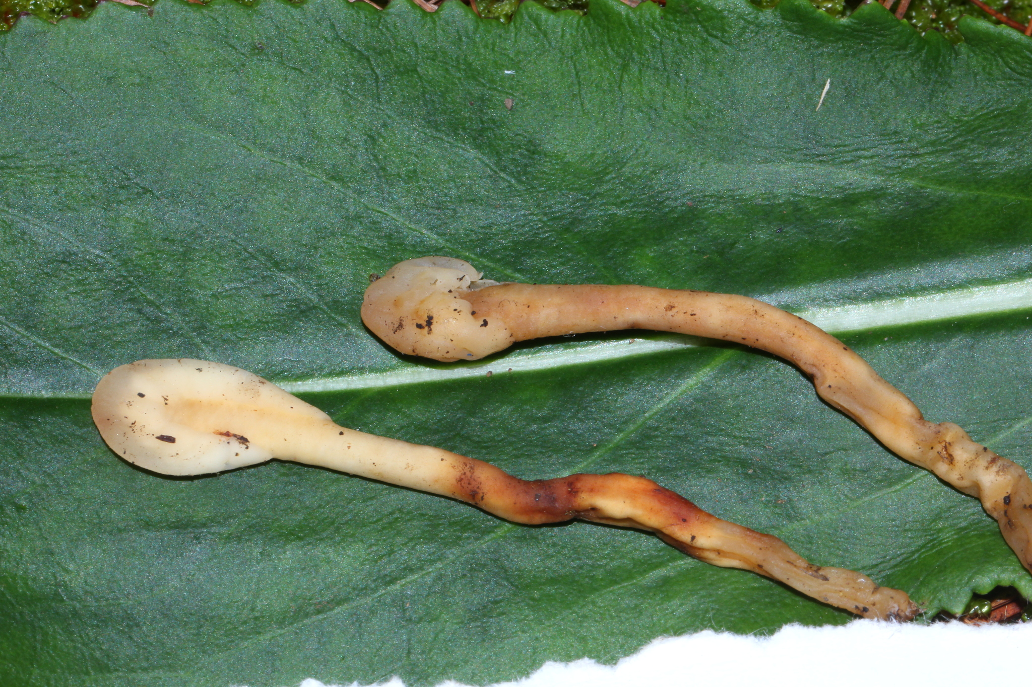Spathulariopsis image