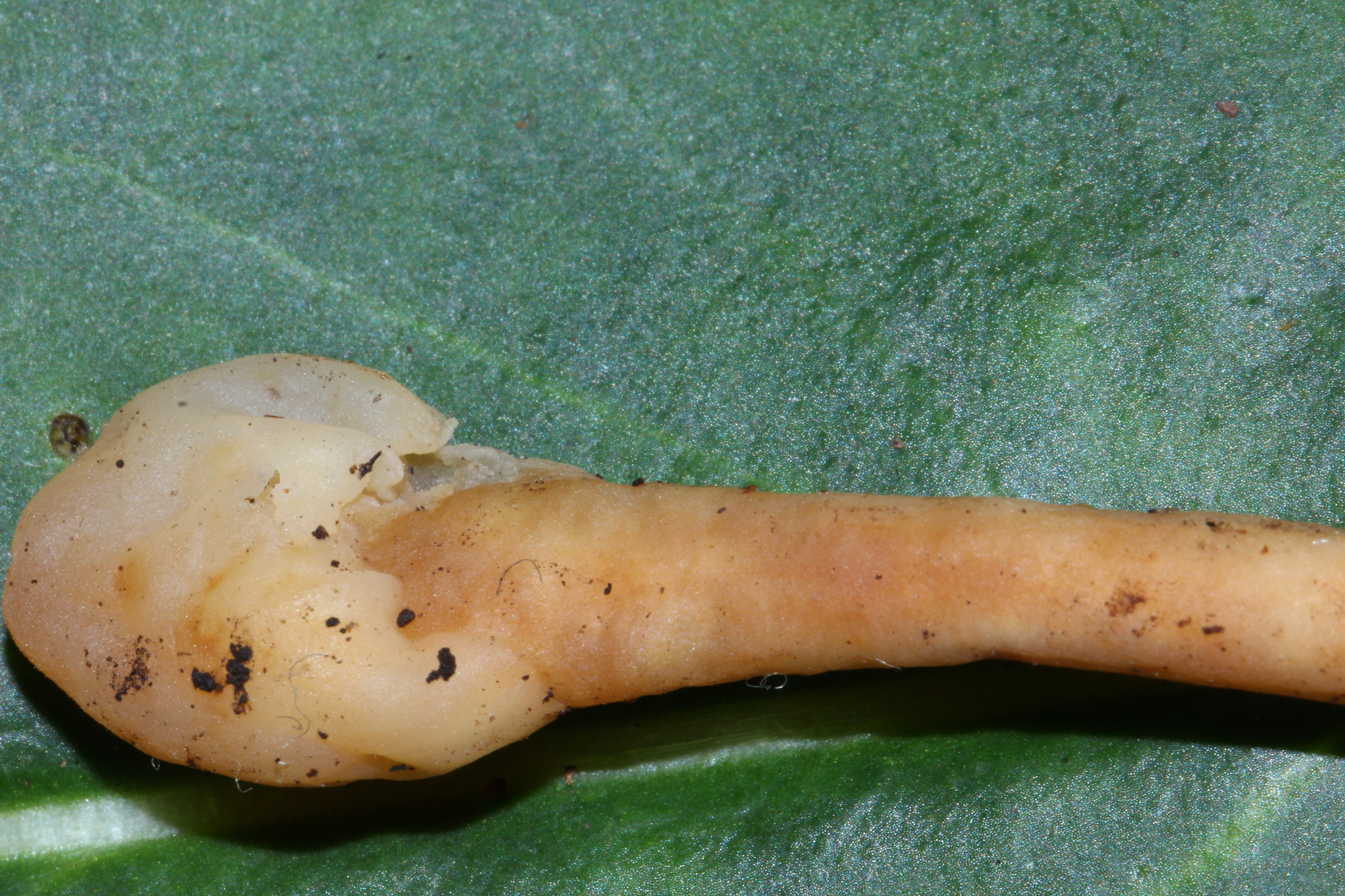 Spathulariopsis velutipes image