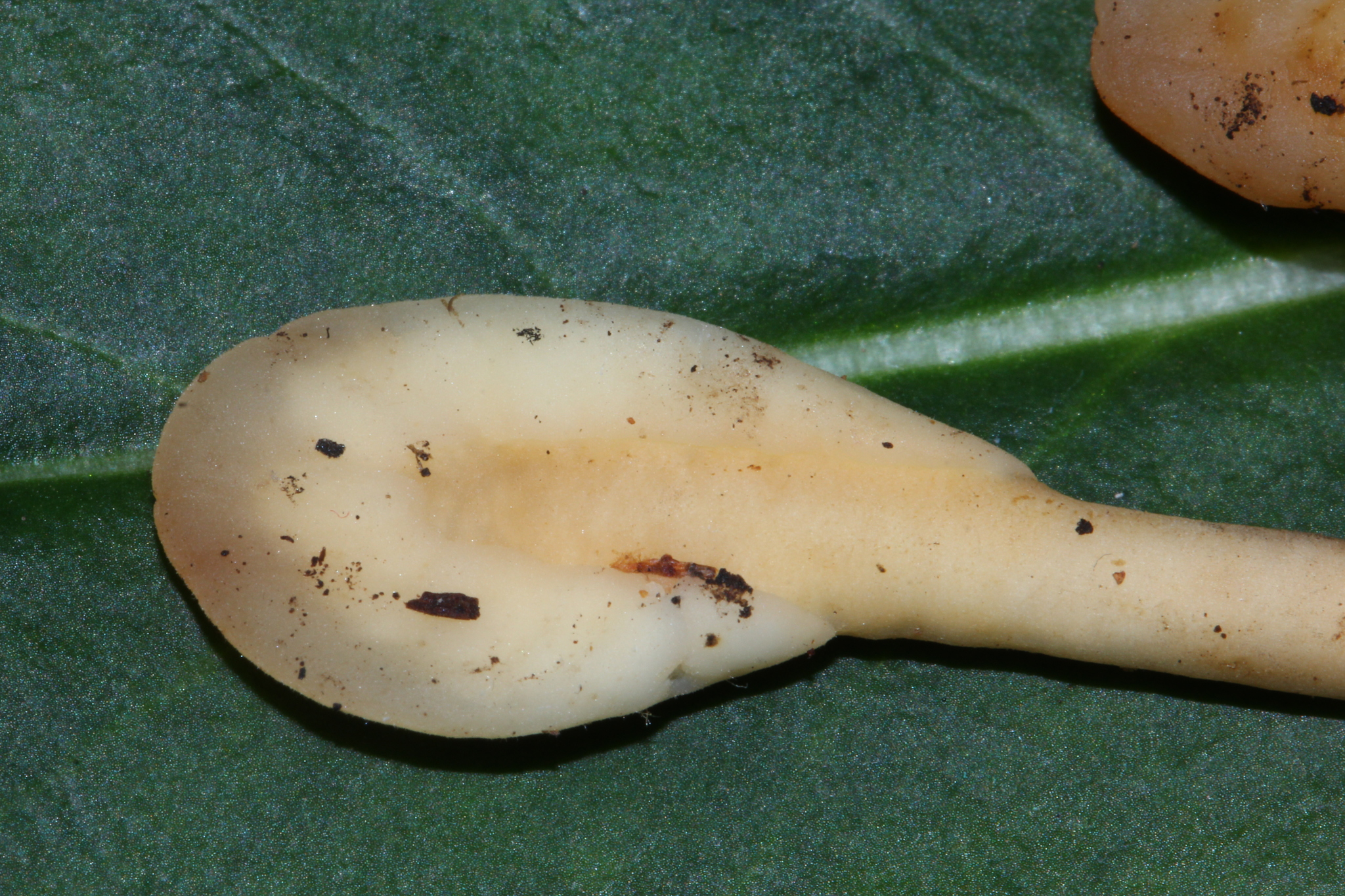 Spathulariopsis image