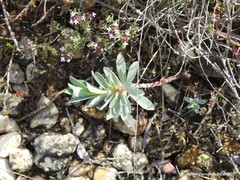 Euphorbia nicaeensis