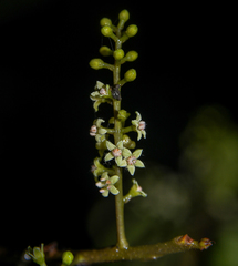 Embelia tsjeriam-cottam