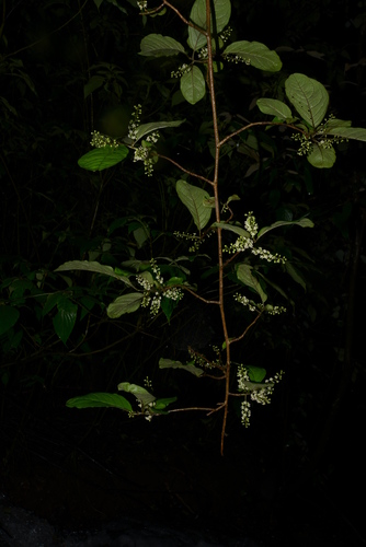 Image of Embelia tsjeriam by no rights reserved