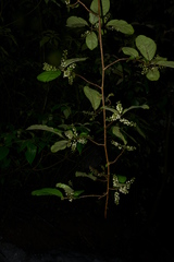 Embelia tsjeriam-cottam