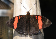 Adelpha lycorias