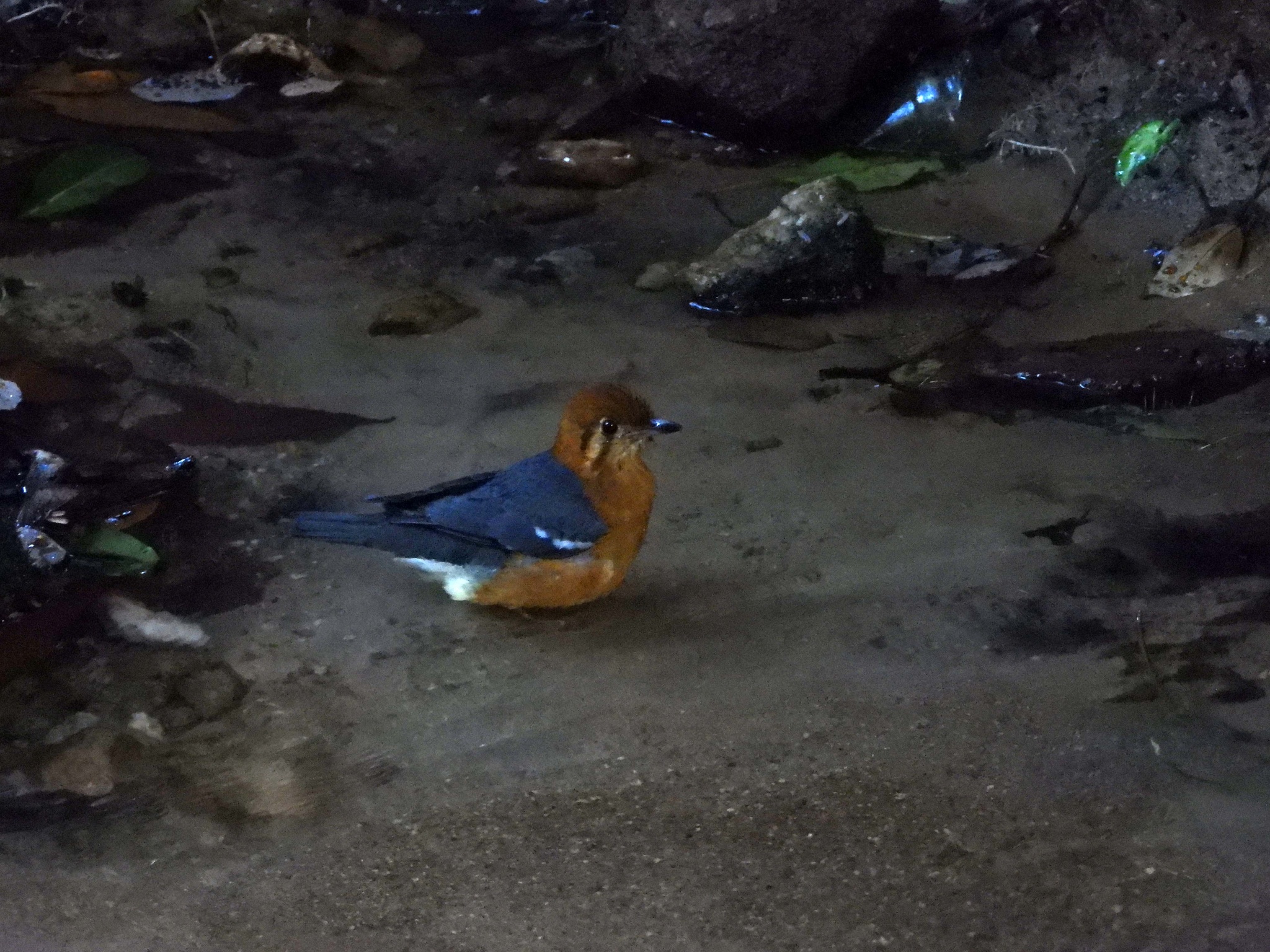 Orange-headed Thrush