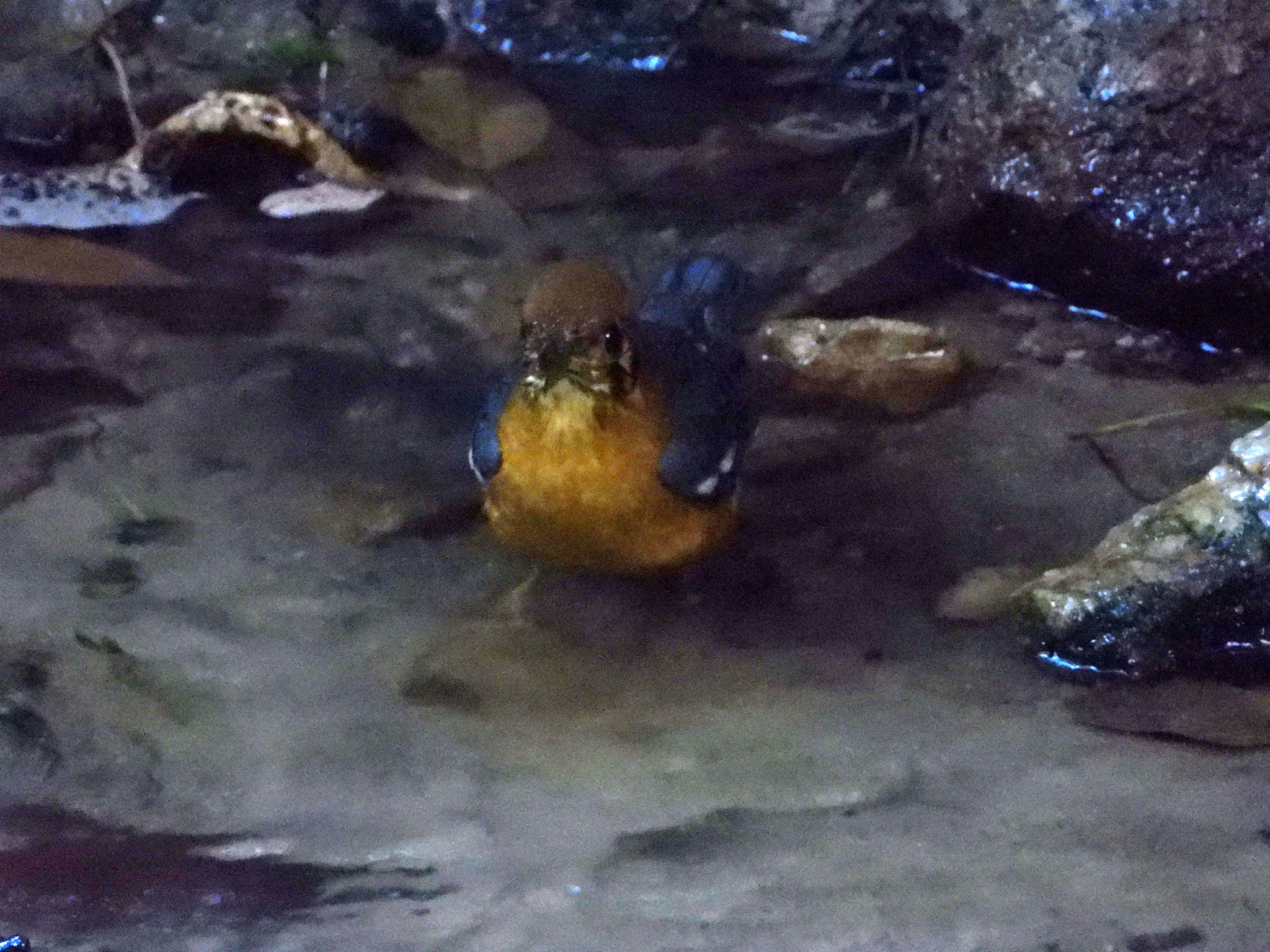 Orange-headed Thrush