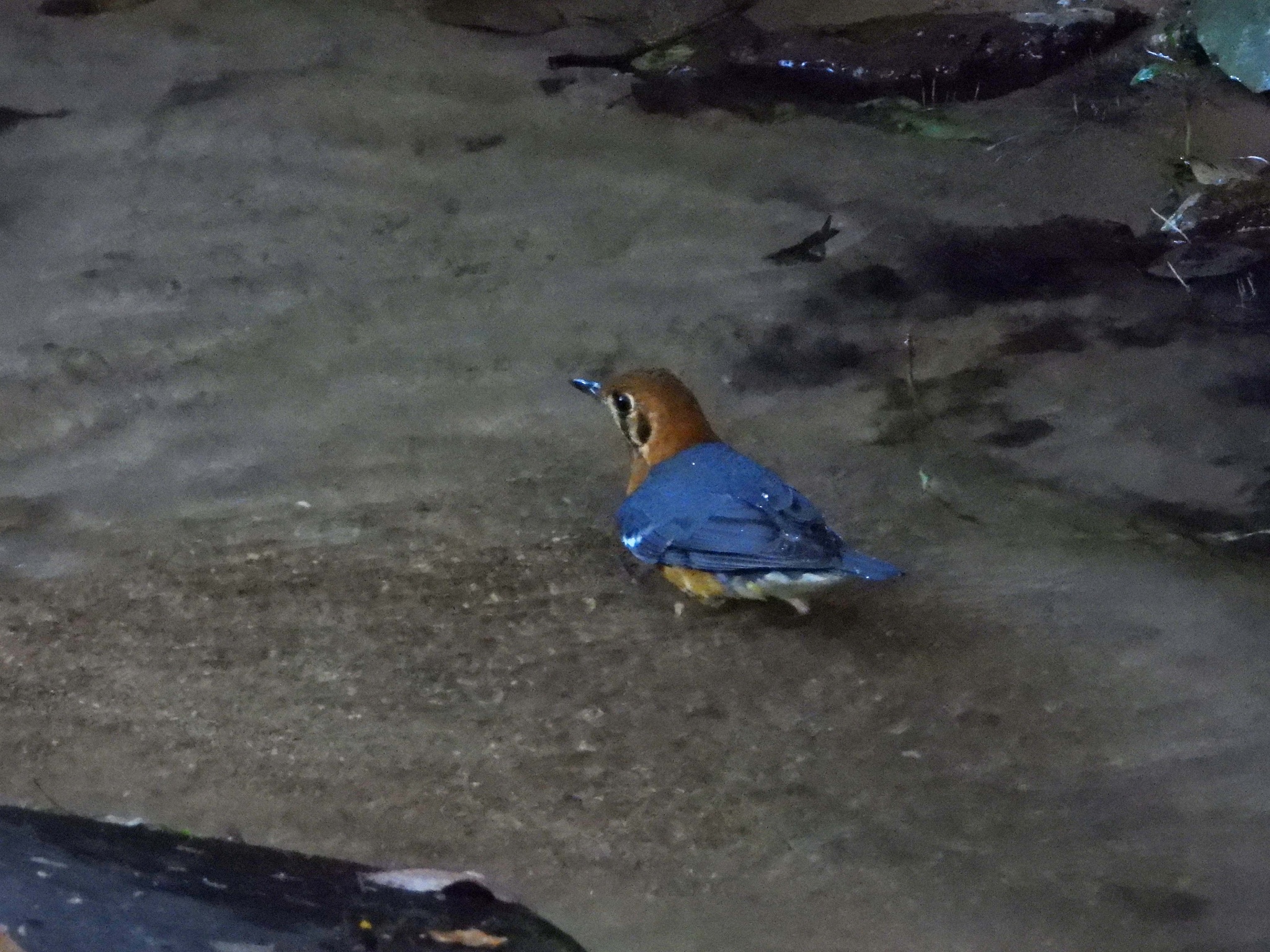 Orange-headed Thrush