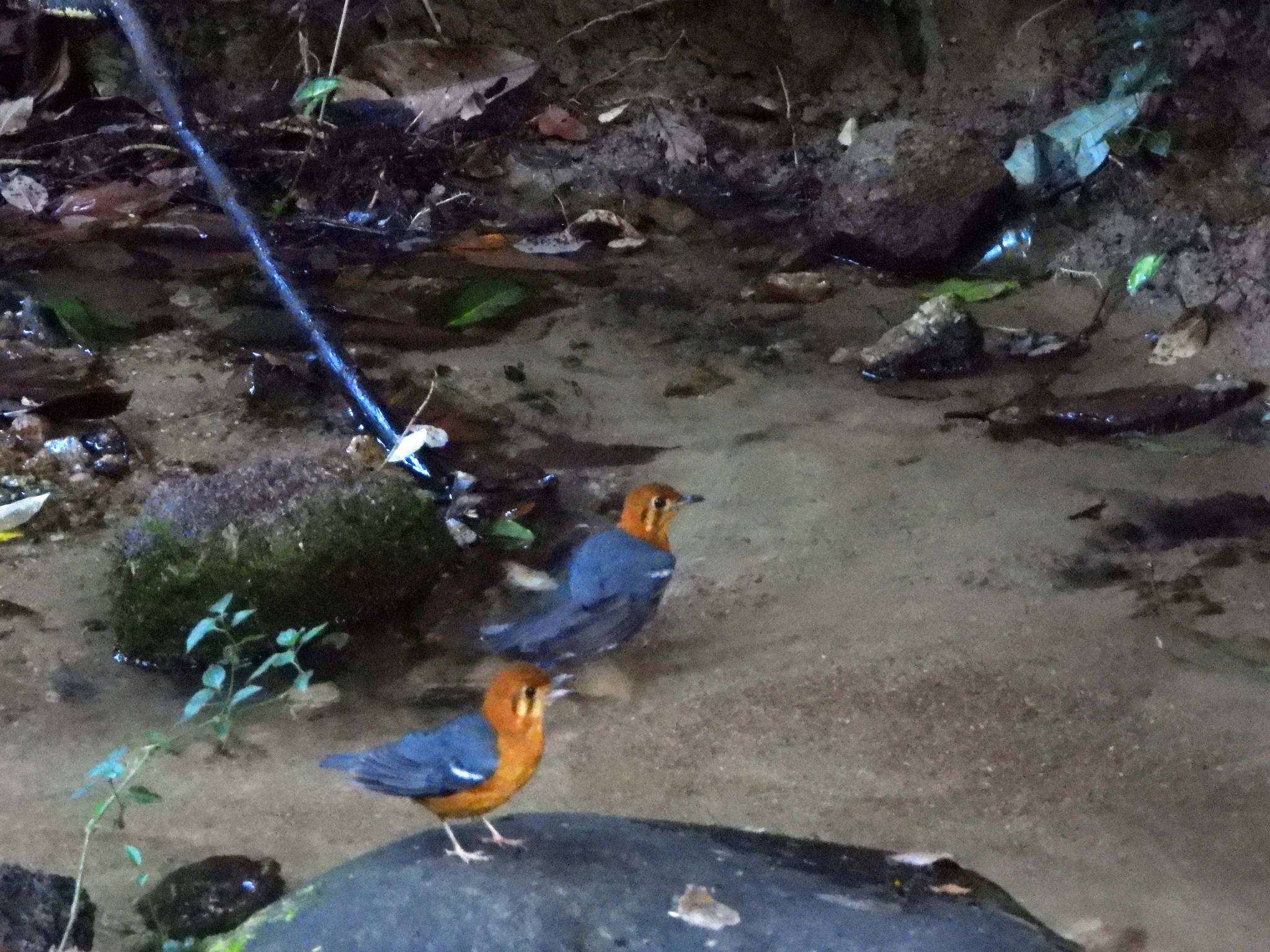 Orange-headed Thrush