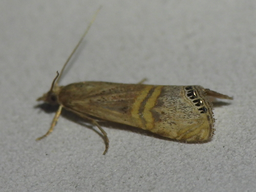 Belted Grass-veneer photo 6