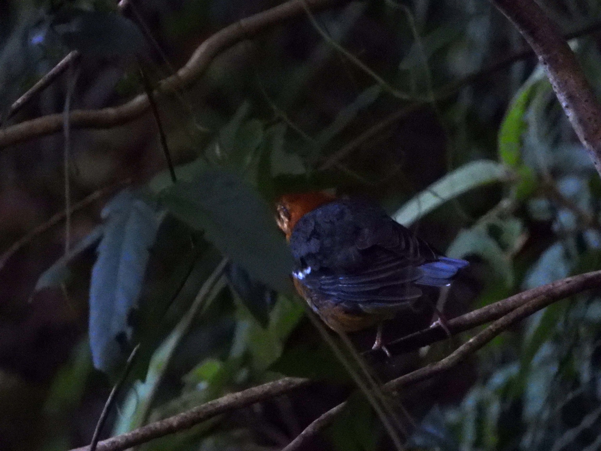 Orange-headed Thrush