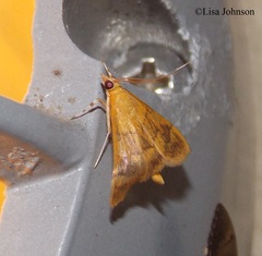 Pyrausta phoenicealis