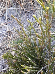 Veronica hectorii demissa