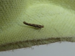 Pyroderces aellotricha