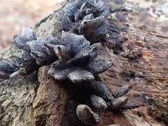 Xylaria cinerea