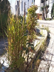 Bidens pilosa pilosa