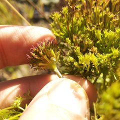 Bidens pilosa pilosa