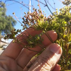 Bidens pilosa pilosa