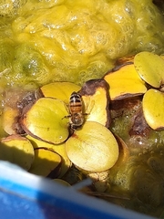Apis mellifera