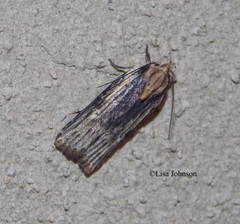 Mothonica ocellea