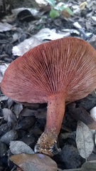 Lactarius atlanticus