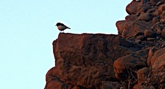 Oenanthe albonigra
